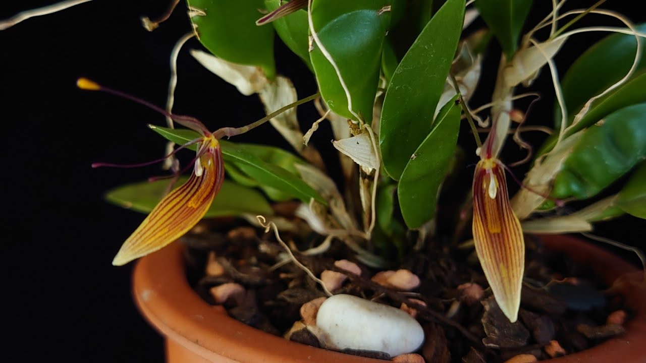 Las floreci&oacute;nes de mis zootrophion alvaroi y restrepia brachypus
