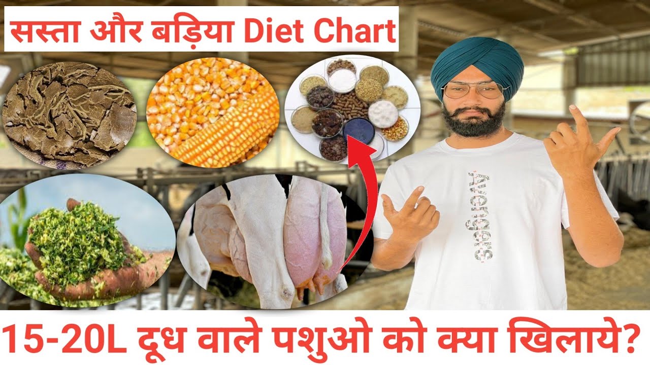 15 से 20L दूध वाली गाय को क्या खिलाना चाहिए ? Diet plan for cow । veer dairy farm ।