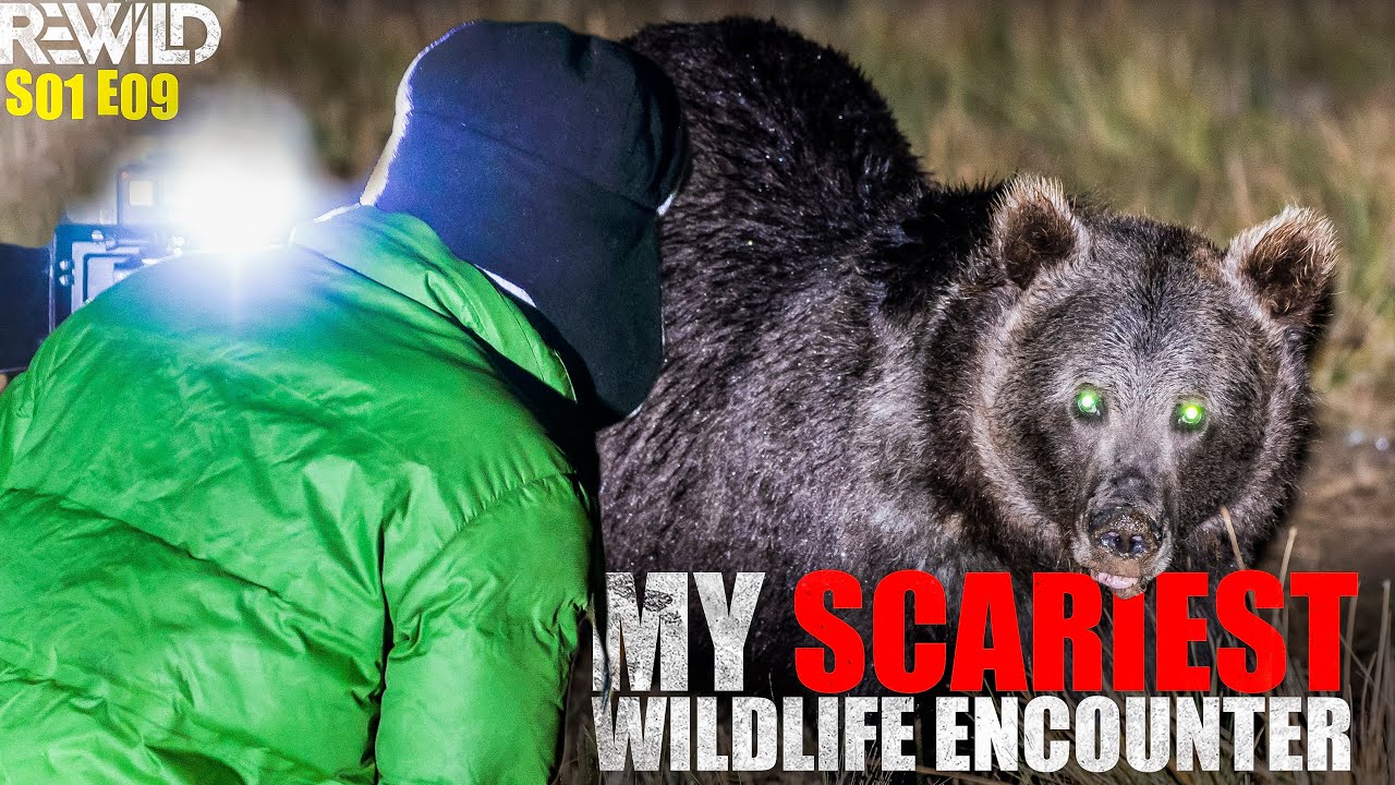 Dangerous Bear Encounter | Himalayan Brown Bear |  Deosai National Park