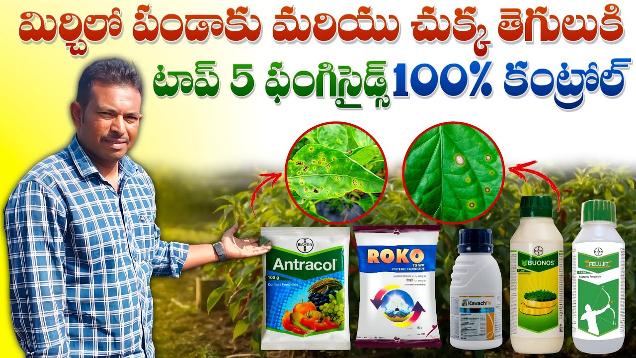 మిరప తోటలో ఆకుమచ్చలు,చుక్కలు కనిపిస్తున్నాయా?ఇప్పుడే ఈ వీడియో చూడకపోతే దిగుబడి సగానికి తగ్గిపోతుంది!