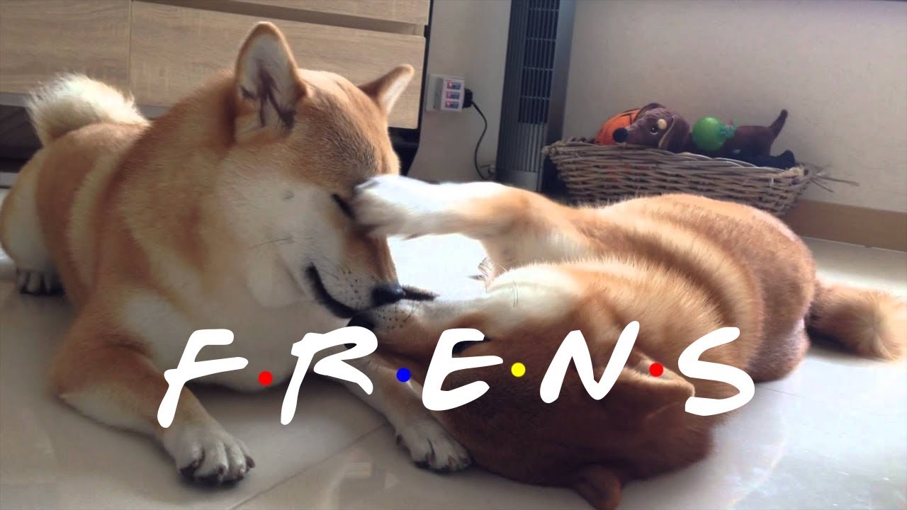 F.R.E.N.S - Shiba Inu Meme