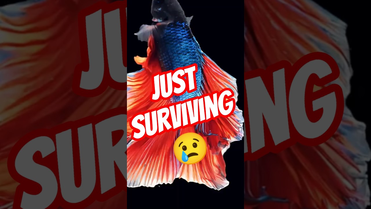 Hardy Betta Fish Myth That's Hurting Them 💔