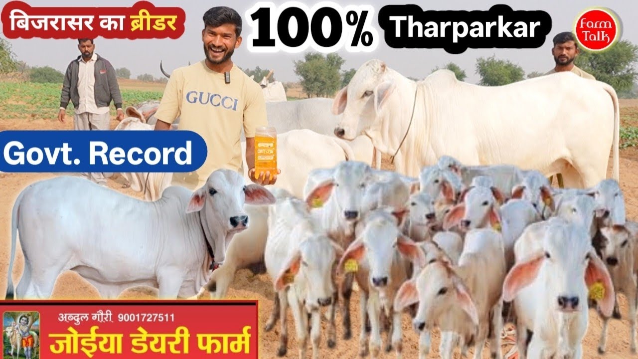 बिजरासर का ब्रीडर 👉 100% Pure Tharparkar & Sahiwal Cow Available ✨ 1 किलो देशी गाय का घी 1000₹ में