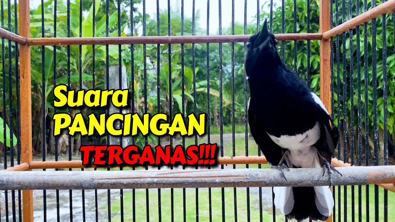 Suara PANCINGAN Kacer Gacor TERGANAS!!!