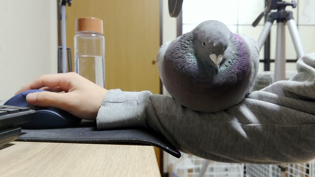 Голубь говорит: 