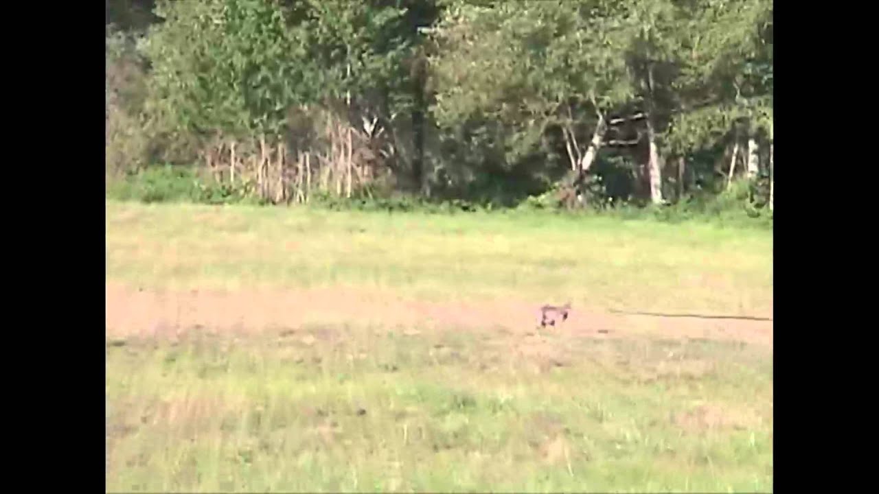 Tracking Dog Demonstration