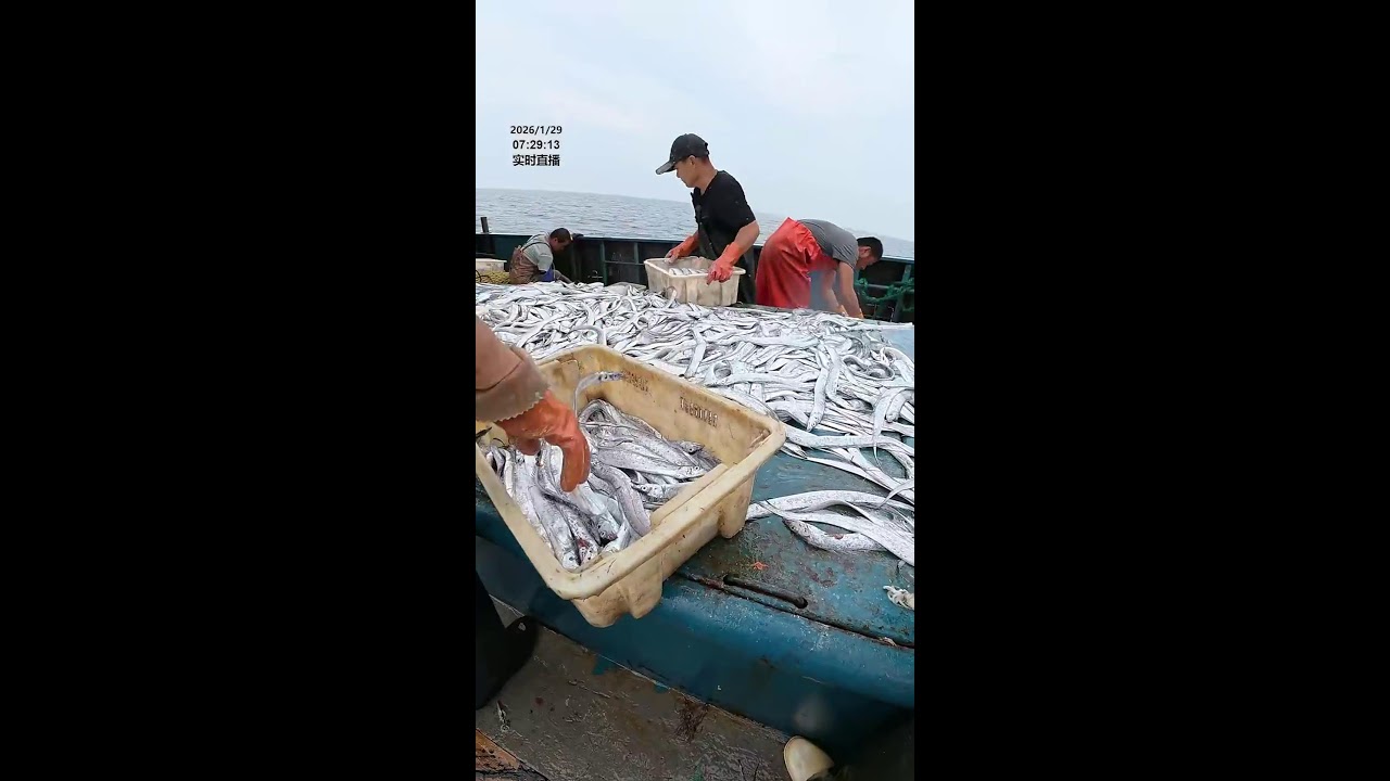 LIVE📹 | Net Fishing in the Pacific Ocean. 
