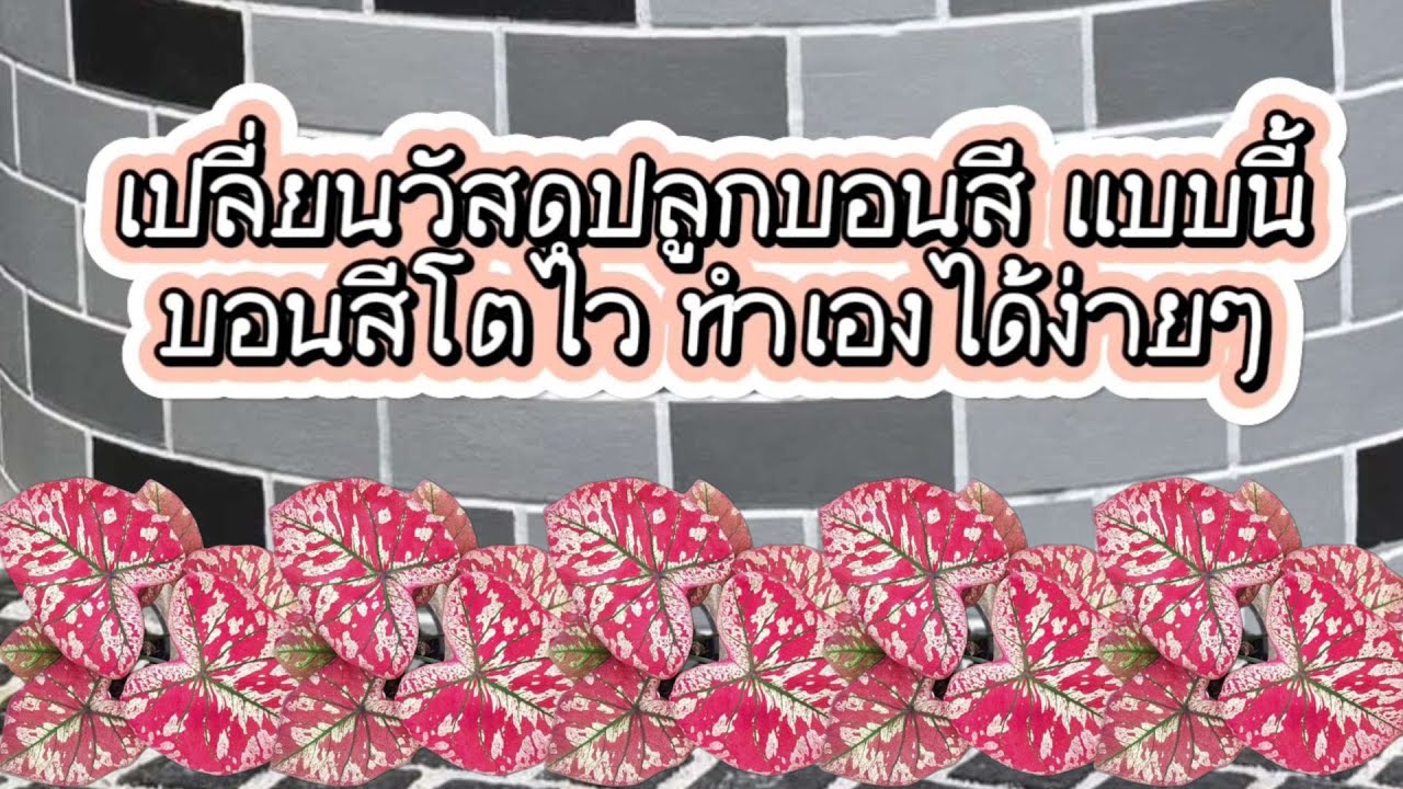 เปลี่ยนวัสดุปลูก​บอนสี แบบนี้ บอนสีโตไว