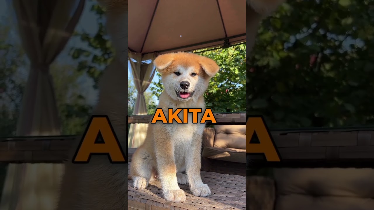 3 лучшие японские породы собак 🇯🇵🐕