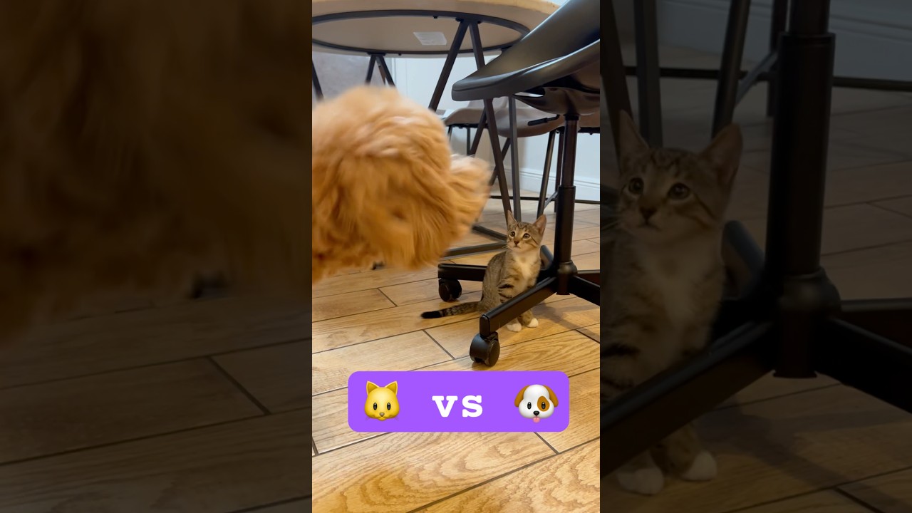 Cat scared of dog 