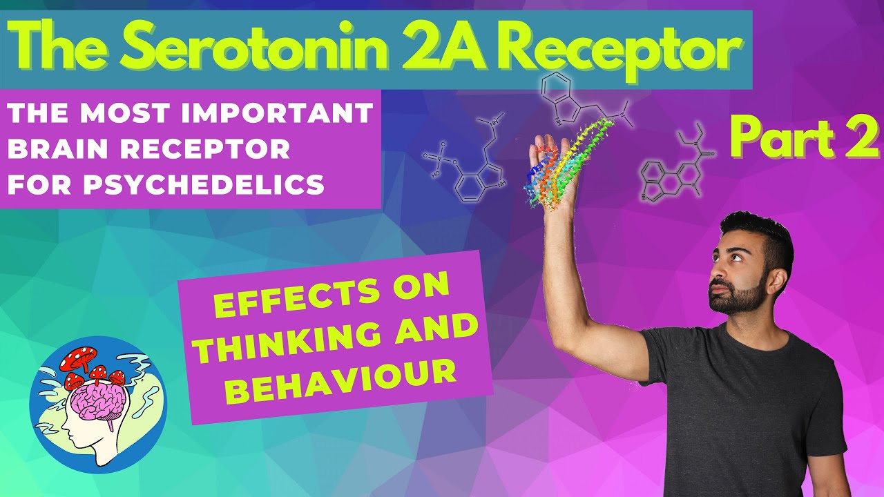 The Serotonin 2A Receptor Pt. 2: How It Shapes Your Thoughts and Behavior