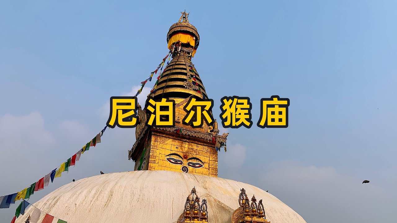 尼泊尔的神奇之地，这里是佛教和印度教共尊之处，尼泊尔最古老的寺院，还有成千上万只灵猴与你亲密互动#佛教文化#尼泊尔 #猴庙