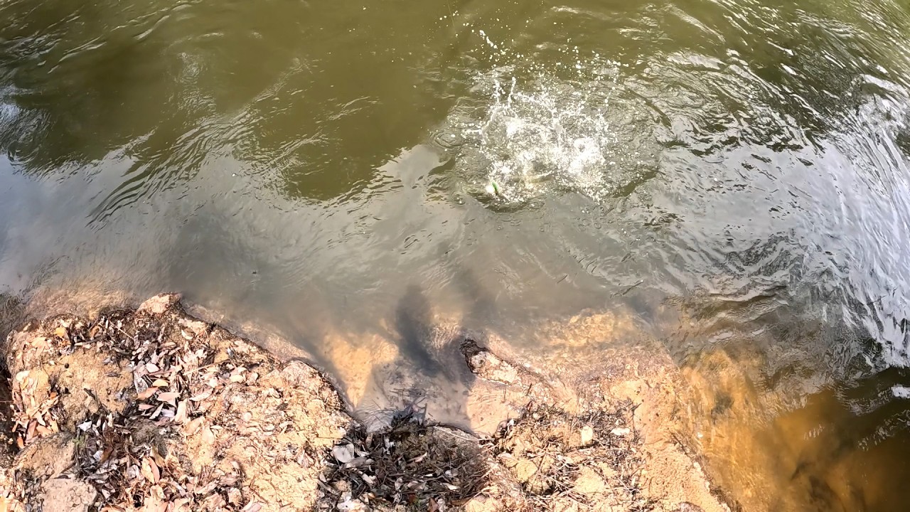 RIO CHEIO DE PIRANHAS, SOBROU S&Oacute; A CABE&Ccedil;A!