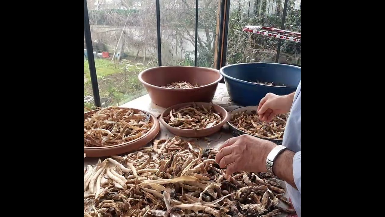 GEÇ KALINMIŞ FASULYELERİN TOHUMUNU ÇIKARIYORUZ #herkes#doğalfasulye#organiktohum
