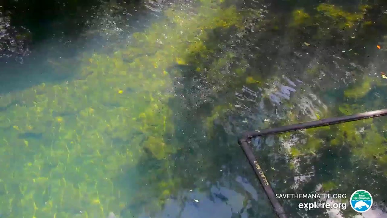 Homosassa Springs Above-Water Manatee Camera
