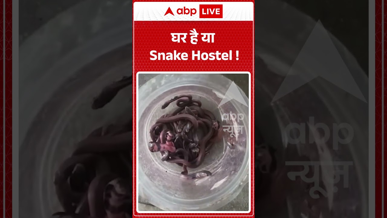 Viral Video : घर है या Snake Hostel ! #SnakesRescue #CobraSnakes #shortvideo