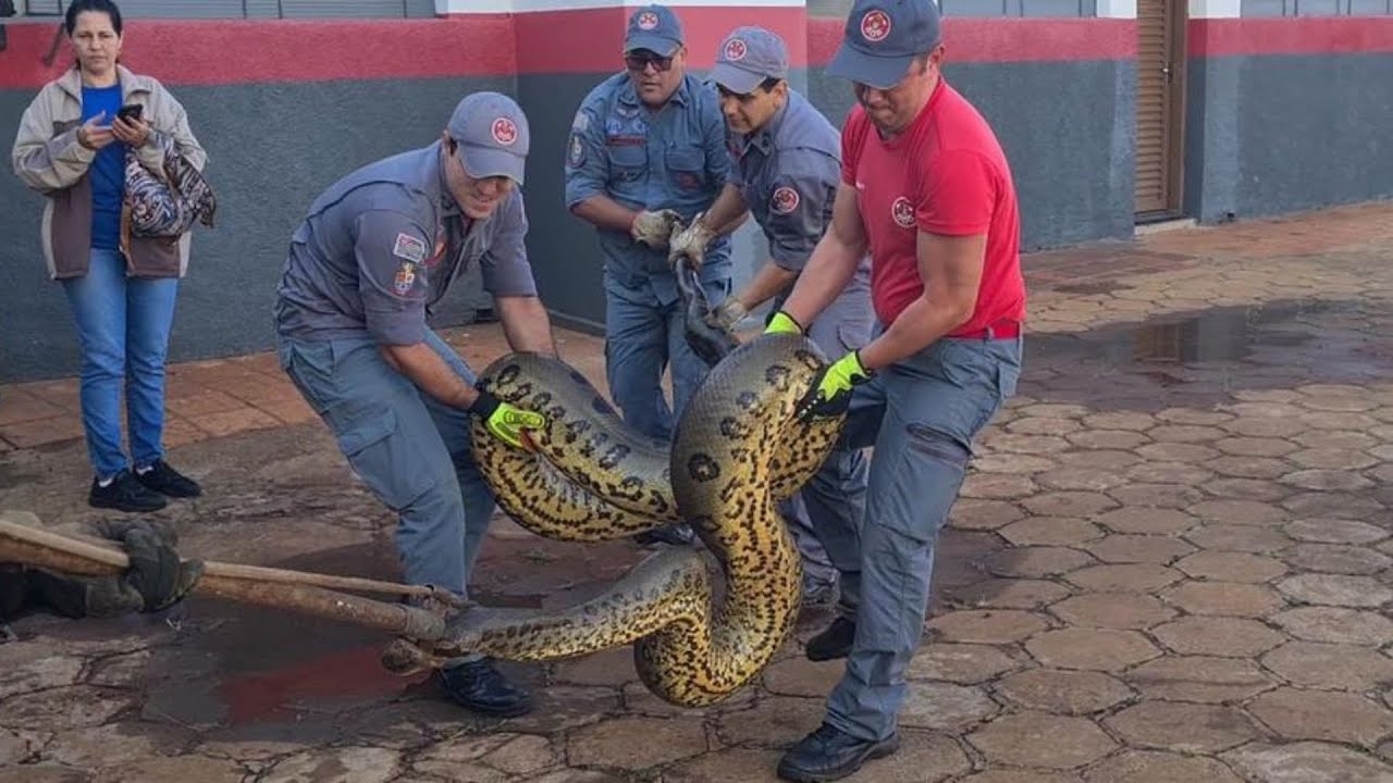 Sucuri Gigante Capturada em Área Urbana de SP | Biólogo Henrique o Biólogo das Cobras