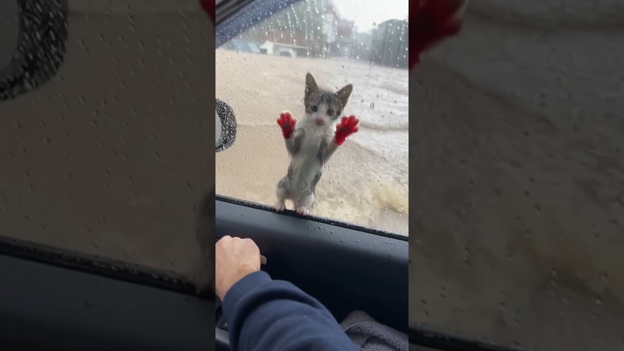 Phillies land All-Star closer Jhoan Duran ahead of MLB trade deadline 💔😿