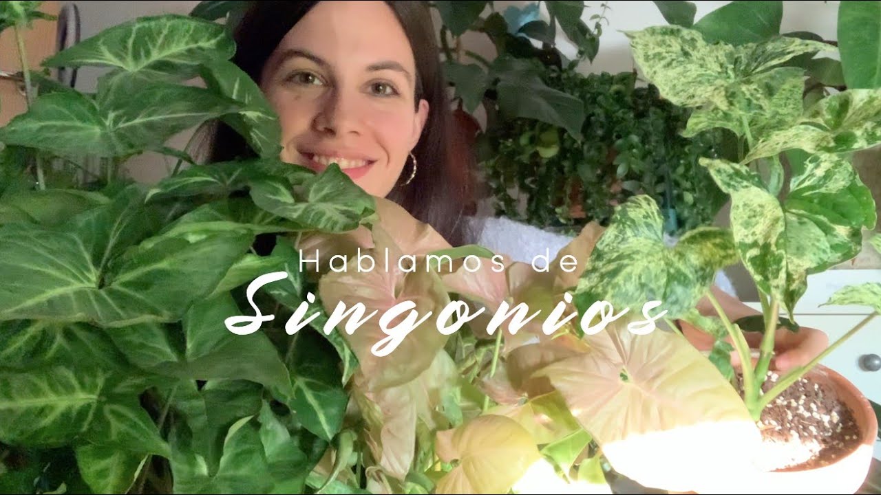 Singonios: hablamos sobre sus cuidados y os enseño mi colección