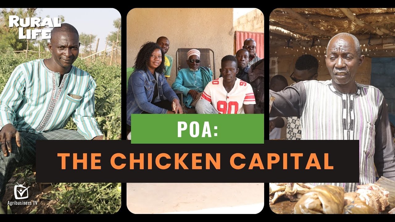 Rural Life: Poa, the chicken capital