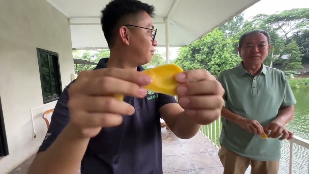 NANGKA INI LAYAK DI KEBUNKAN, NANGKA J33