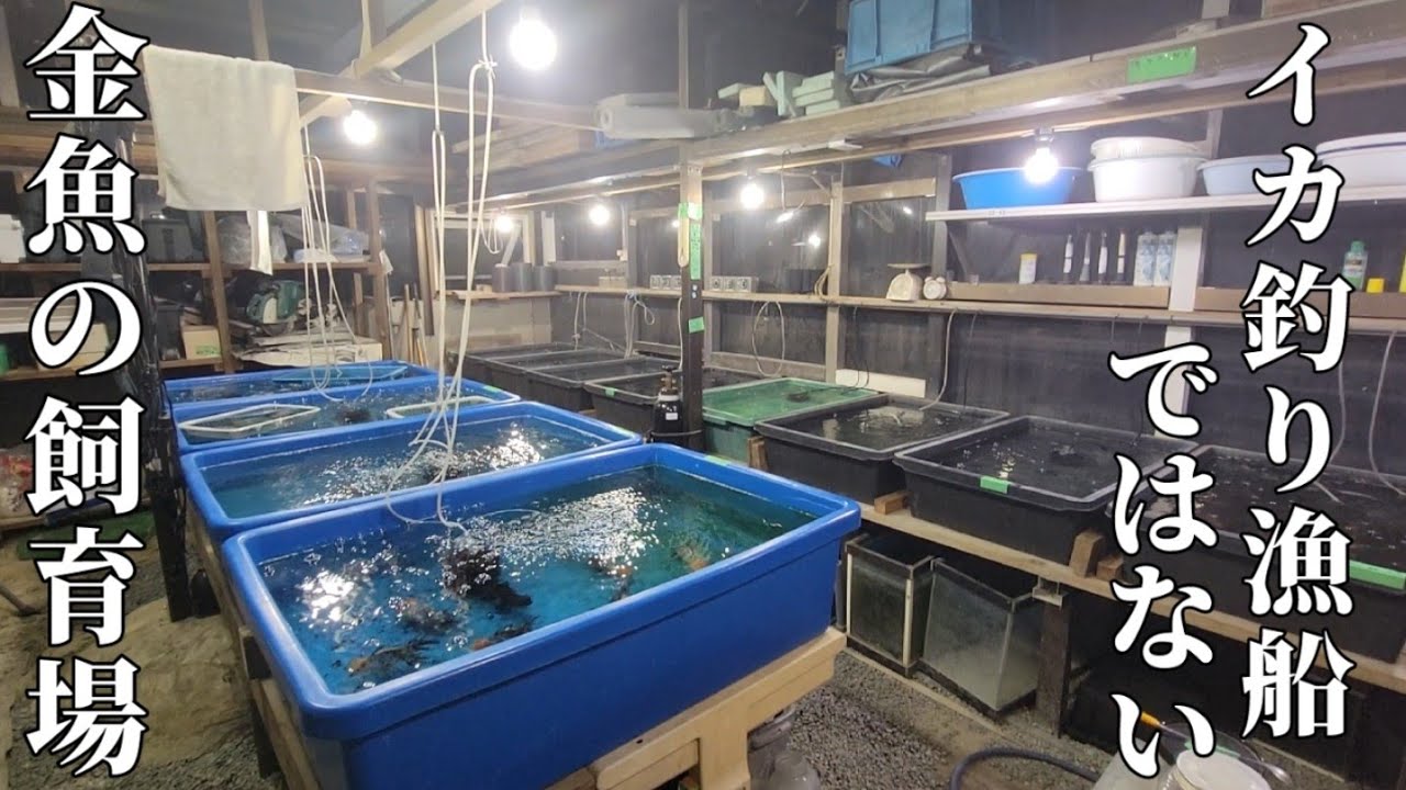 【金魚】お宅訪問シリーズ❕暗闇の中に光輝きその場所は金魚の巣窟でしたについて‼️‼️熊本市に存在した‼️