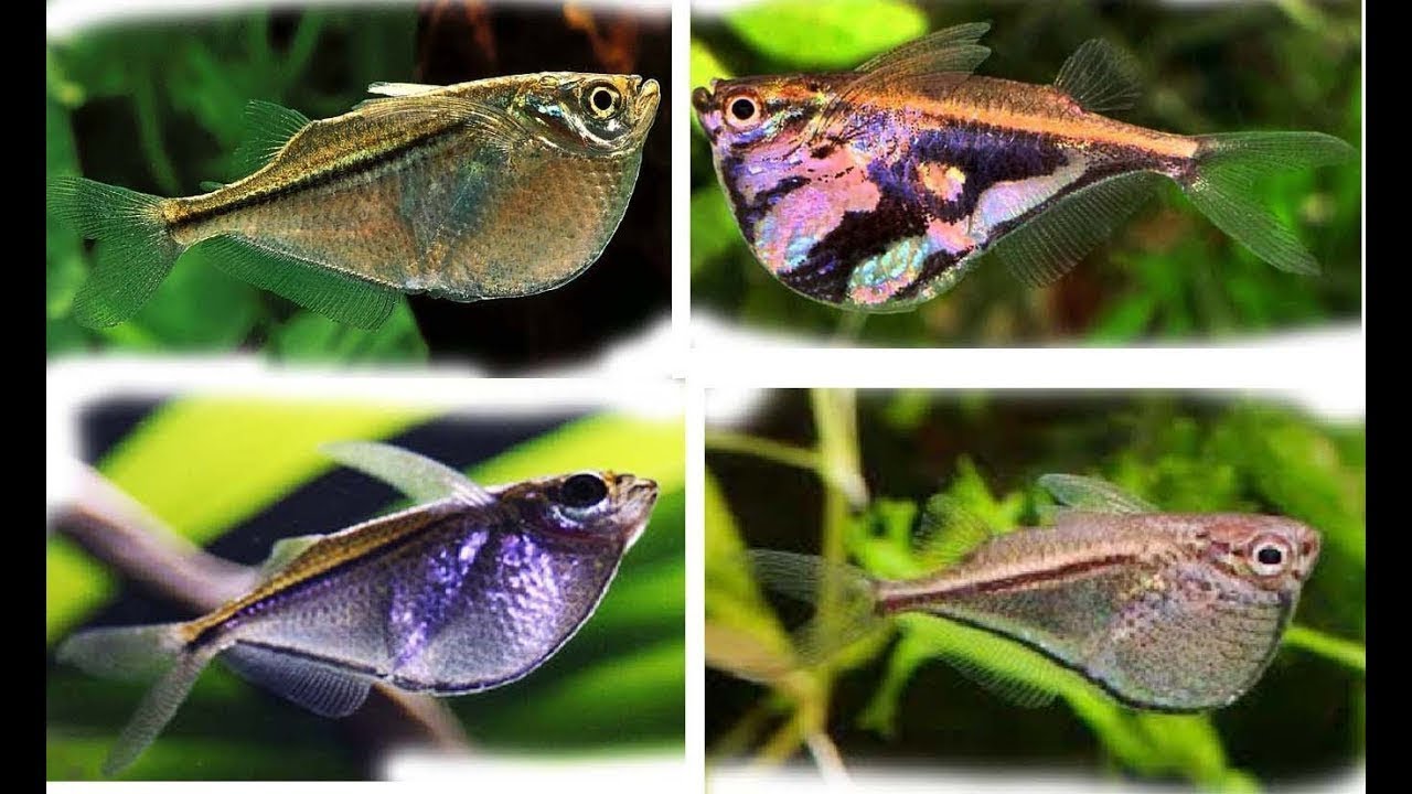 How to care for Hatchet Fish?