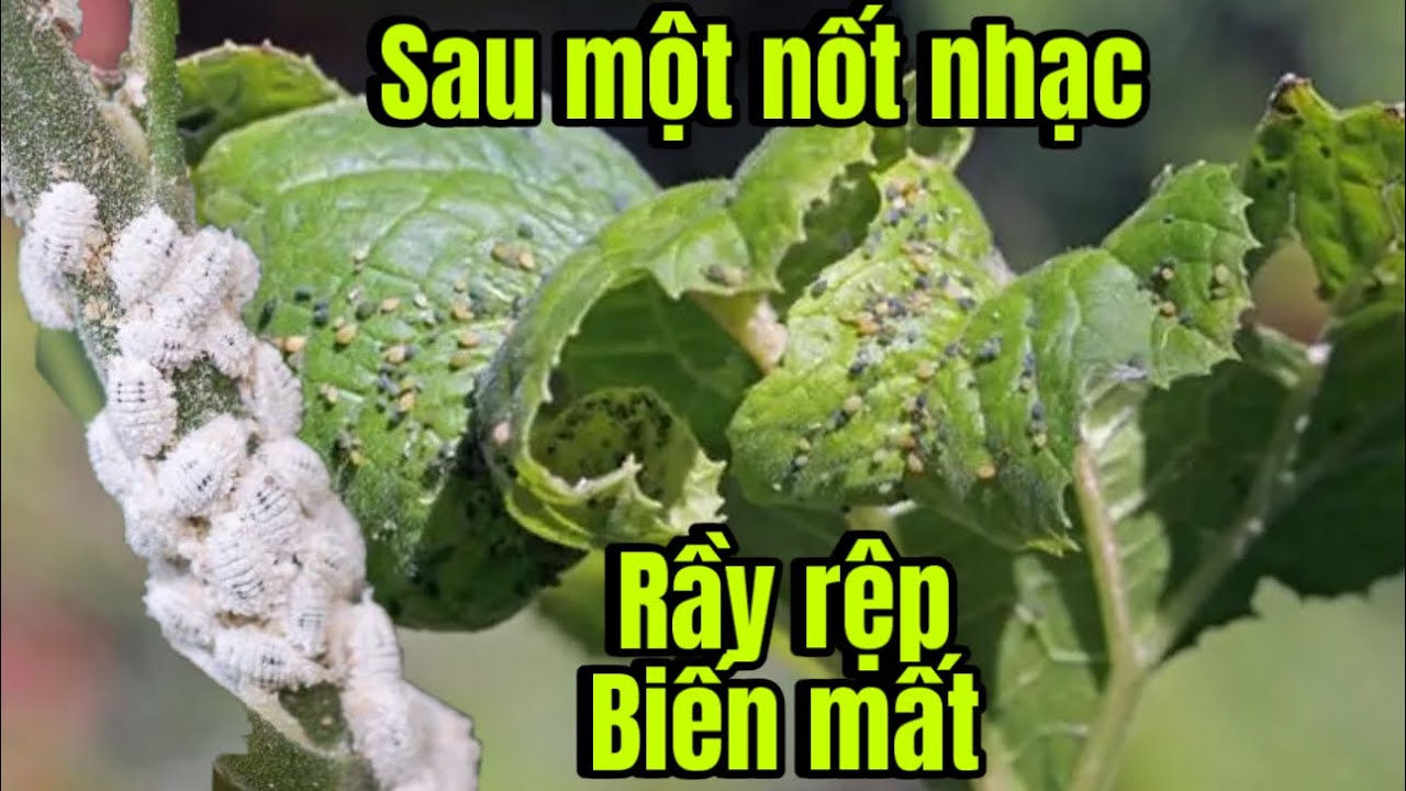 Cách Tiêu Diệt Rầy Rệp Tích Tắc / Nguyên Liệu Trong Bếp Nhà Bạn Cực Kỳ Hiệu Quả , Lại Rẻ Tiền 