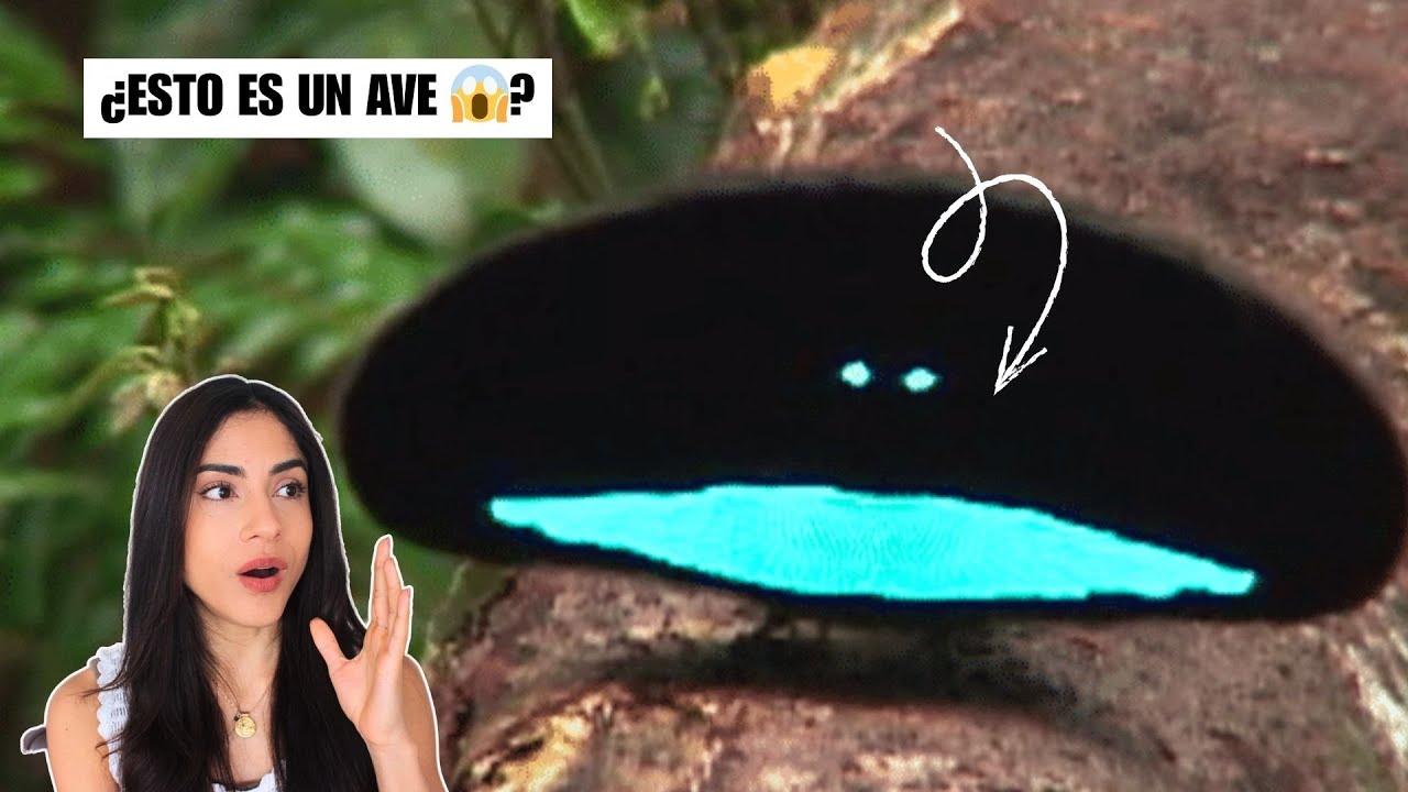 Top 5 de las AVES MÁS EXTRAÑAS del MUNDO que Casi Nunca se Ven 🤯