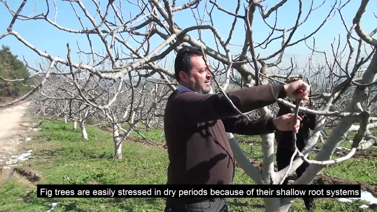 ORGANİK İNCİR YETİŞTİRİCİLİĞİ (ORGANIC FIG GROWING)