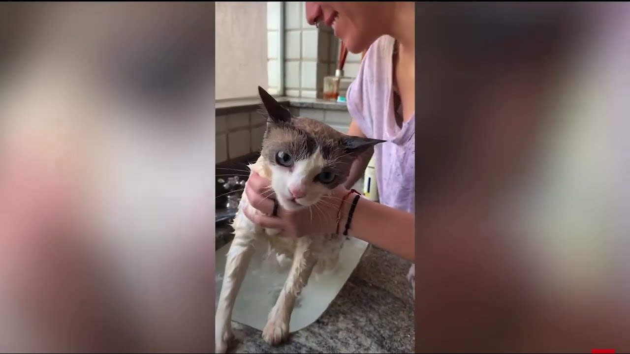 *Epic cats these days* #save the cats who hate baths :,)