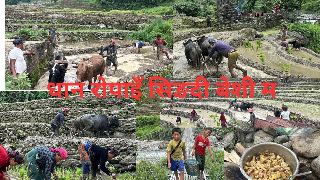 धान रोपाइँ(Dhan Ropai) गर्दै सिङदी बेशी मा॥Ropai volg॥ Singdi॥Rice Planting॥#ropai#villagelife