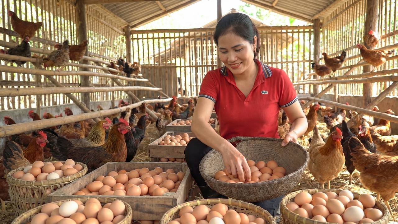 So Many Eggs! Collecting 1000 Eggs From Our Coop | Peaceful Farm Life in the Mountains