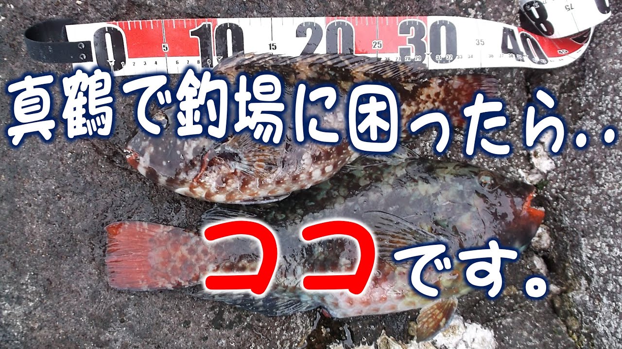 真鶴で釣場に困ったら．．ココです。2024.3.27