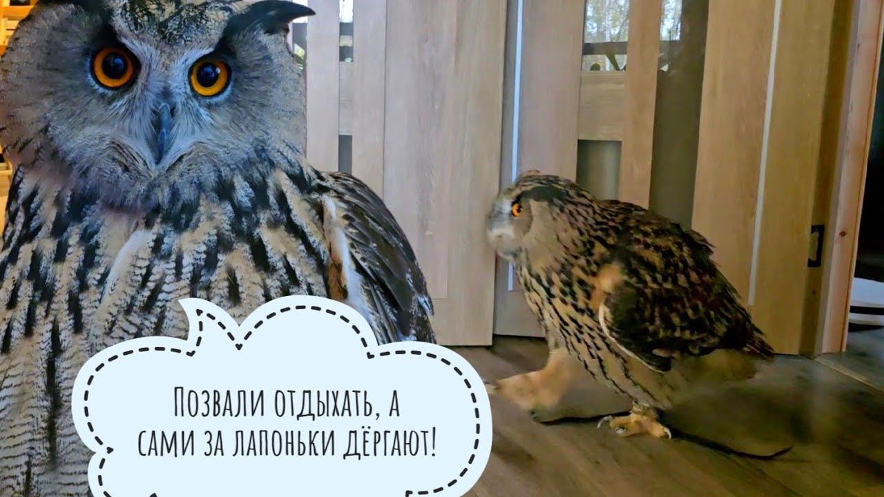 Сова Ёль пришла в дом, разогнала кошку Морошку, лишилась части когтей и замышляет зло против орхидей