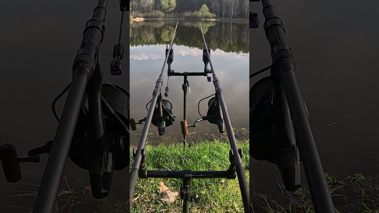 Liverun! #carprun #carpruncompilation #livebiss#karpfen#carp#carpfishing #karpfenangeln #nash