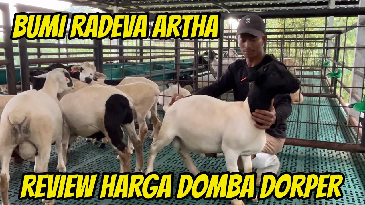 REVIEW HARGA DOMBA DORPER DI BUMI RADEVA ARTHA CIANJUR