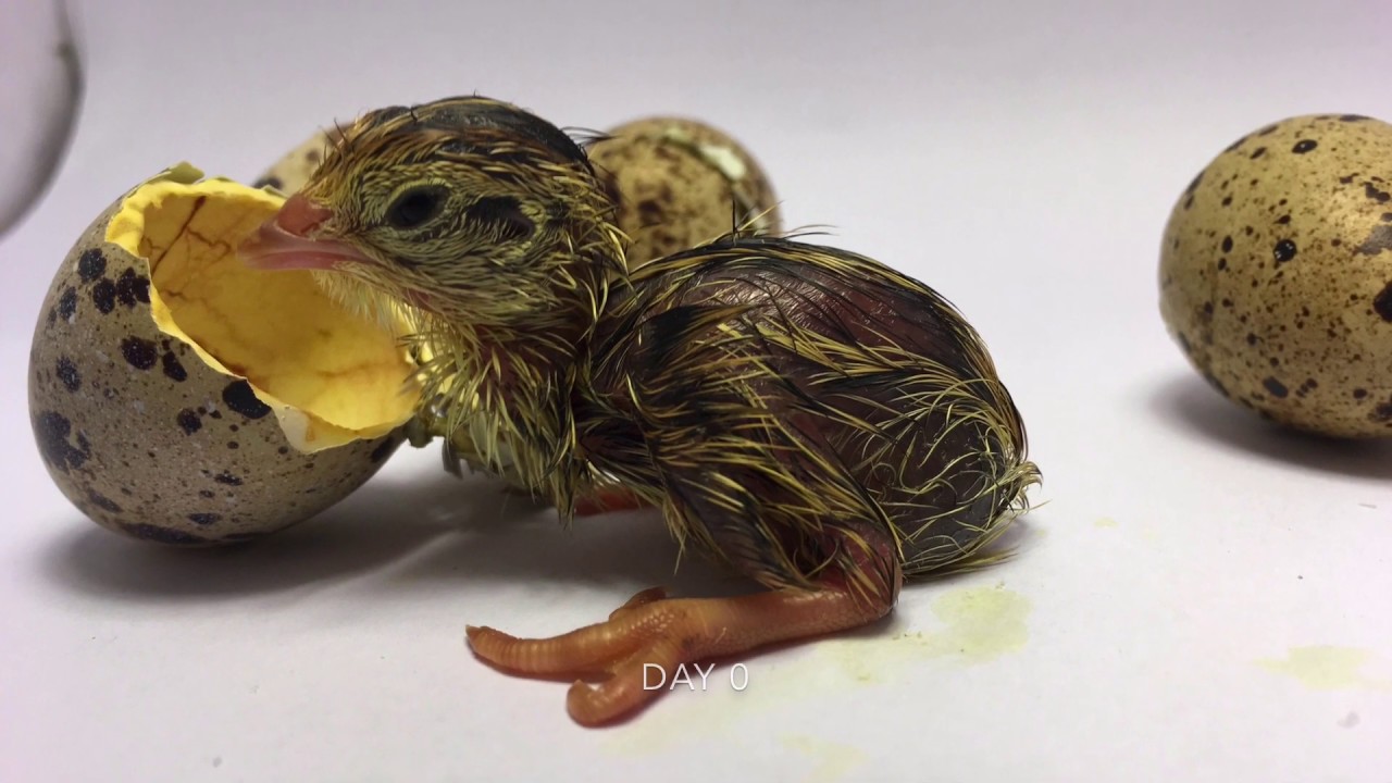 Day by day chick development. The first 32 days of jumbo Quail chick life.