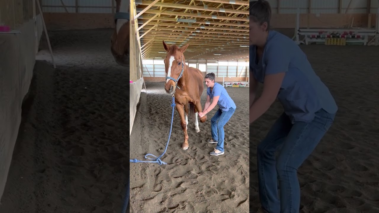 Equine Pectoral Stretch (Chicken Wing)