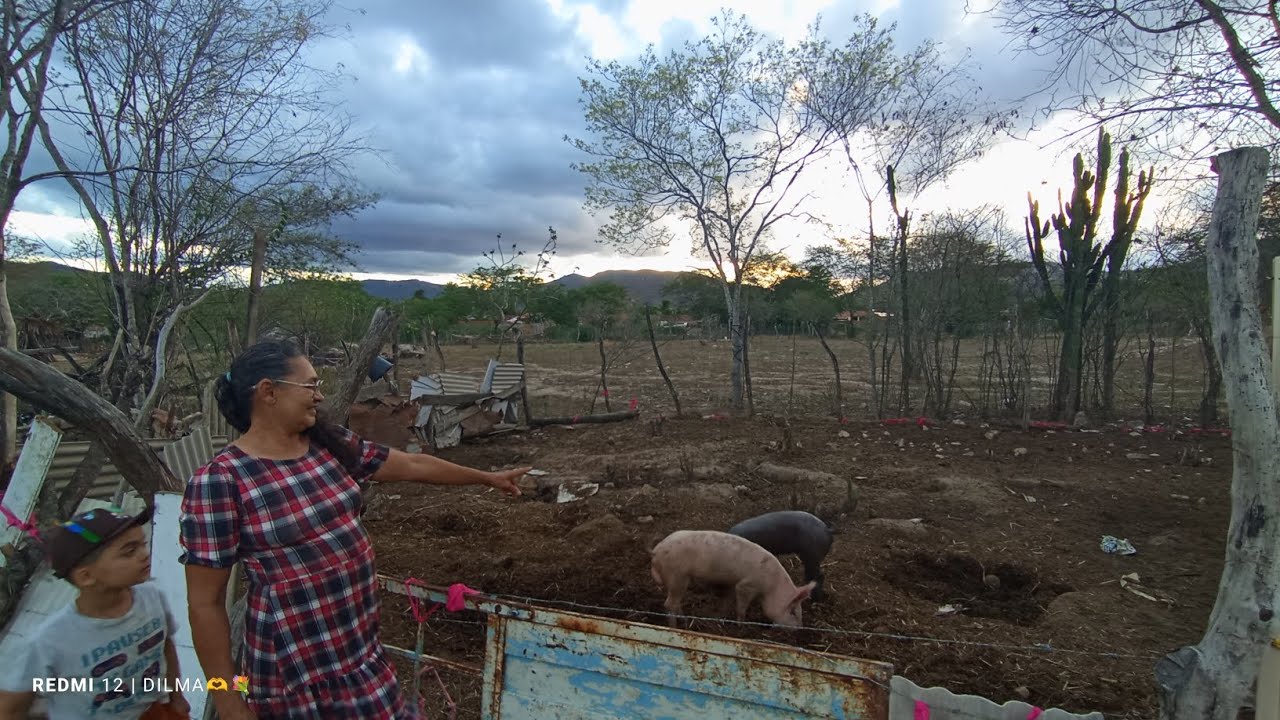 🐖MINHA CRIAÇÃO DE PORCOS AQUI NA ROÇA MOSTRANDO EM TEMPO REAL #diaadianocampo
