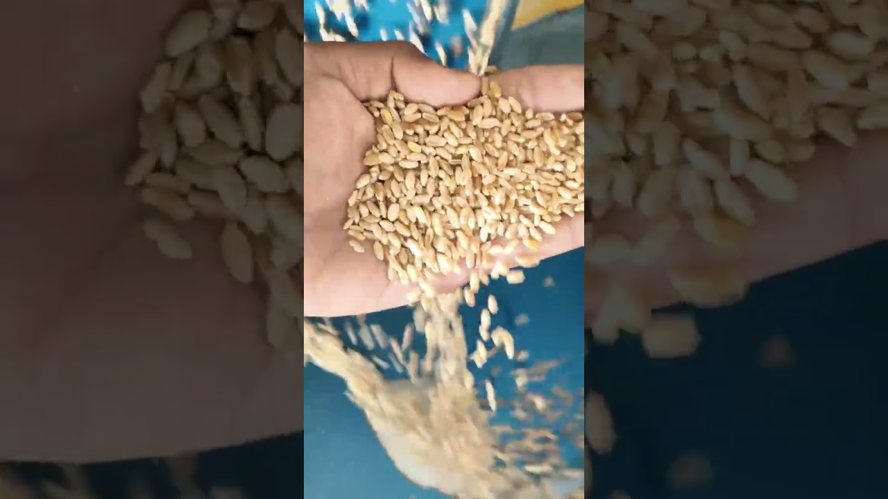 Gehu sap or Pisai ka bhi mashin 