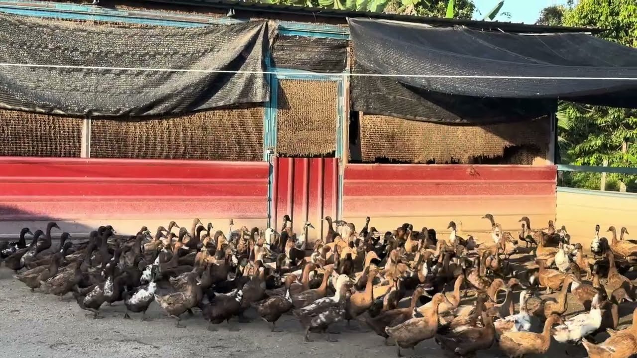 Rutin Petang - Itik Petelur
