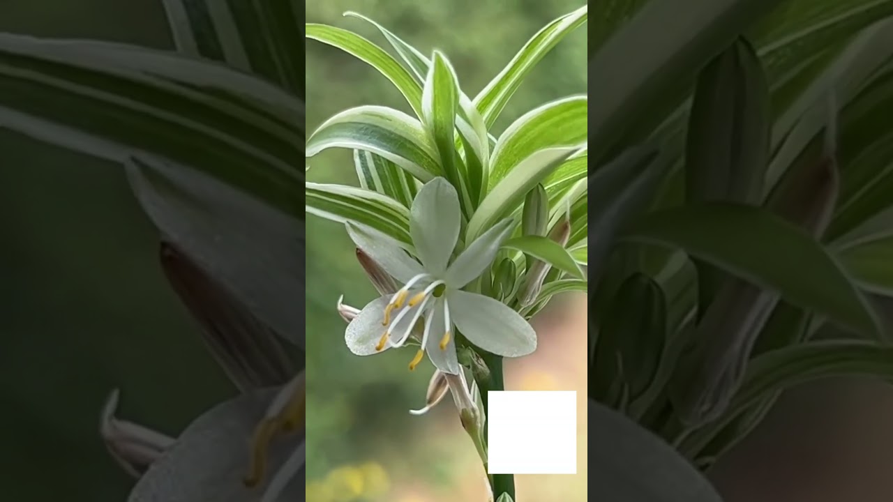 Spider Plant Care: 3 Hacks for More Babies 🌱