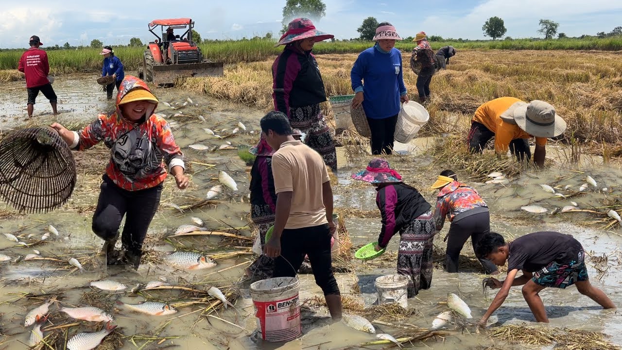 ពេញសប្បាយ! មនុស្សមកទាំងហ្វង នាំគ្នាចាប់ត្រីតាមវាលស្រែ ពីក្រោយTractor ពេលរាលដី