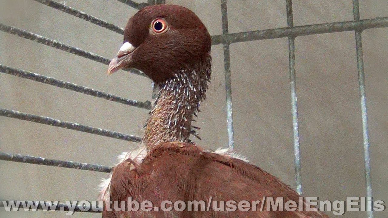 Pigeons Cou-nu de Roumanie - Romanian Naked Neck Tumbler Pigeon - Румынский голошейный турман