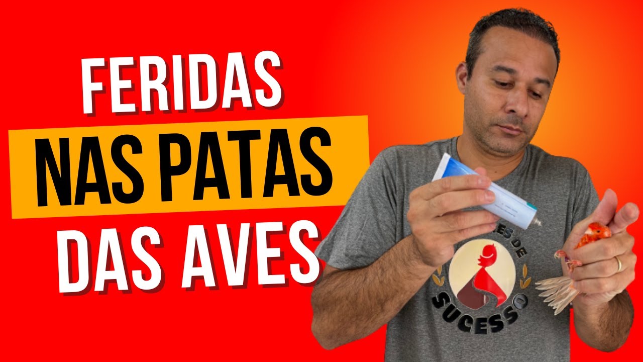 Como tratar FERIDAS nas PATAS dos CANÁRIOS de maneira muito EFICIENTE