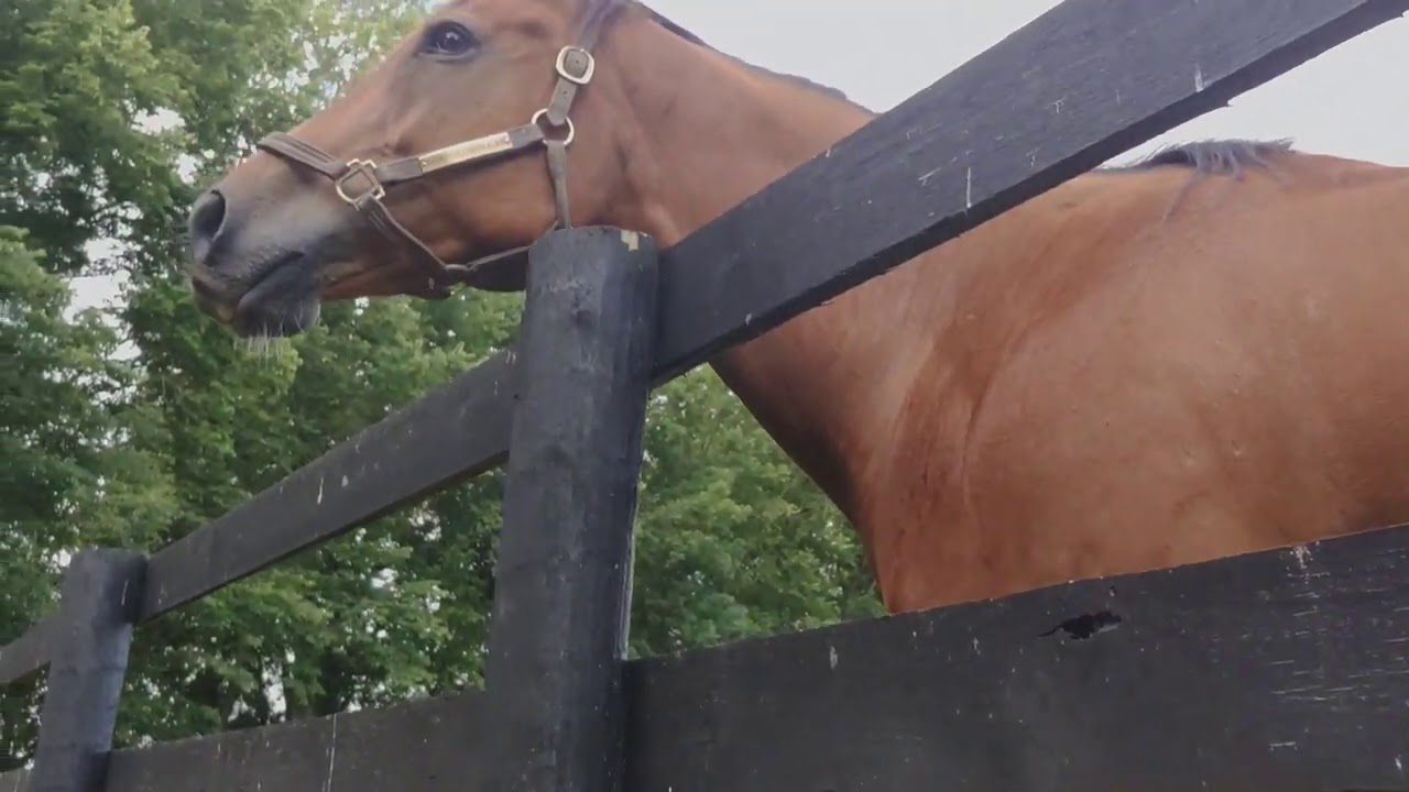 Old Friends Farm - Sunday Near Silence