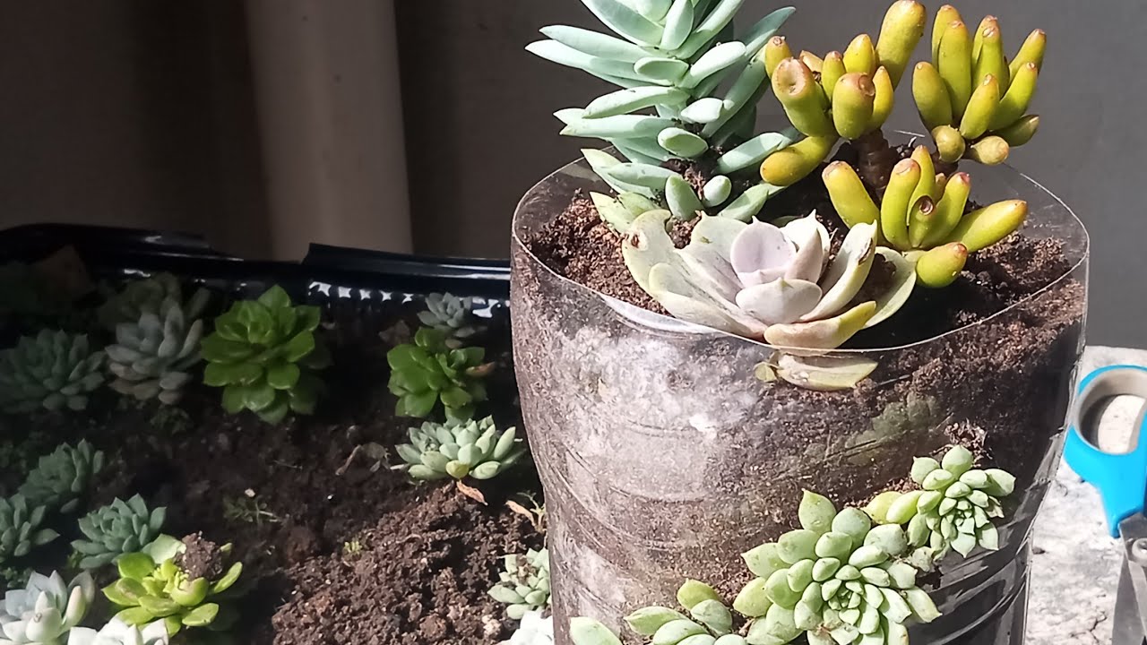 Garrafa de refrigerante vira um lindo arranjo🥰 