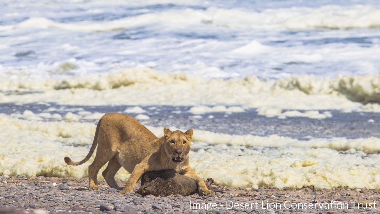 E55 МОРСКИЕ ПИЩЕВЫЕ РЕСУРСЫ - Desert Lion Conservation Trust #whynamibia #conservationfilmfoundation
