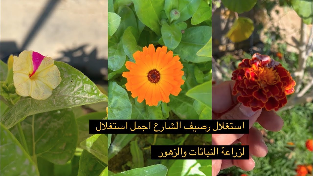 استغلال رصيف الشارع لزراعة النباتات والزهور تعالوا نتعرف على كل ما يتعلق بهذا الجمال